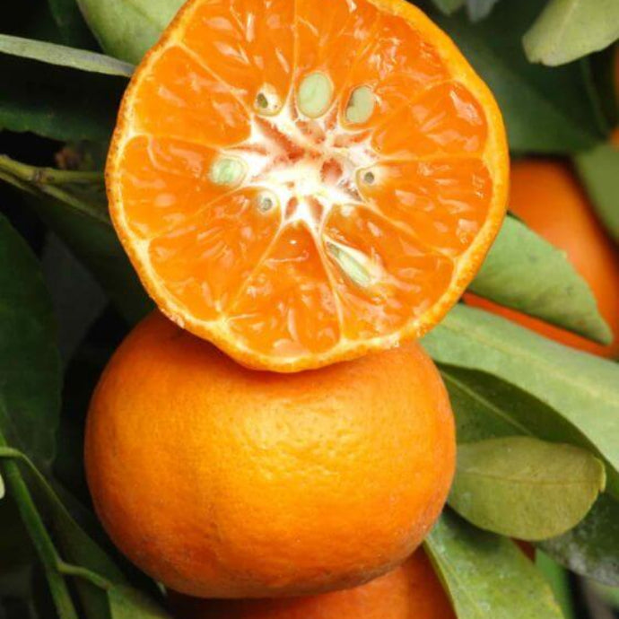 Dancy Tangerine Seeds - Fruit Plant
