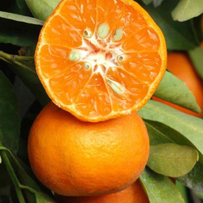Dancy Tangerine Seeds - Fruit Plant