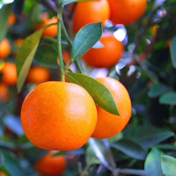 Dancy Tangerine Seeds - Fruit Plant