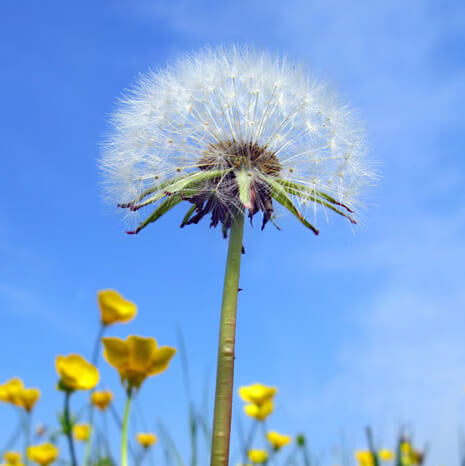 Dandelion Seeds