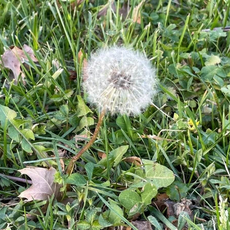 Dandelion Seeds