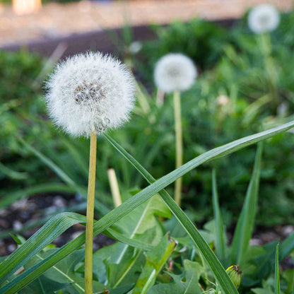 Dandelion Seeds - Herbal Plant for Home Gardens