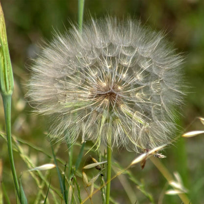 Dandelion Seeds