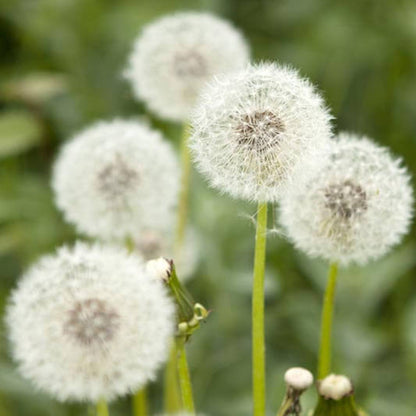 Dandelion Seeds - Herbal Plant for Home Gardens