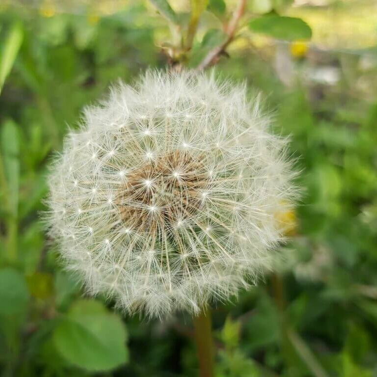 Dandelion Seeds