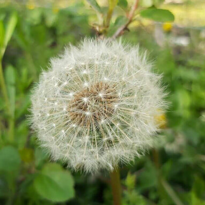 Dandelion Seeds