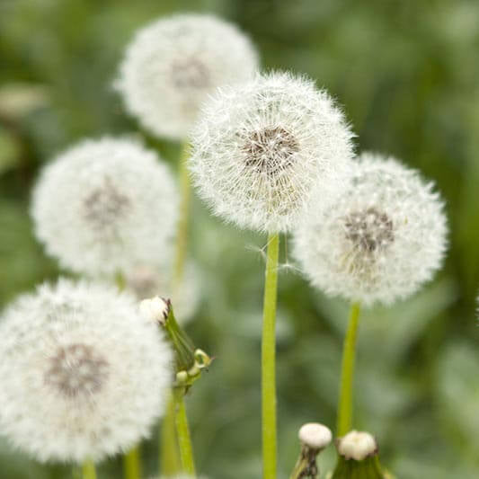 Dandelion Seeds