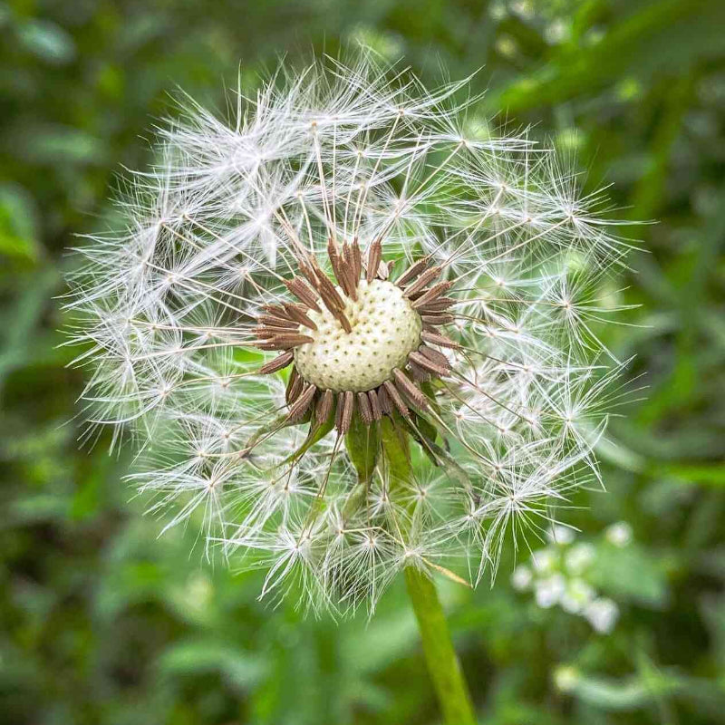 Dandelion Seeds