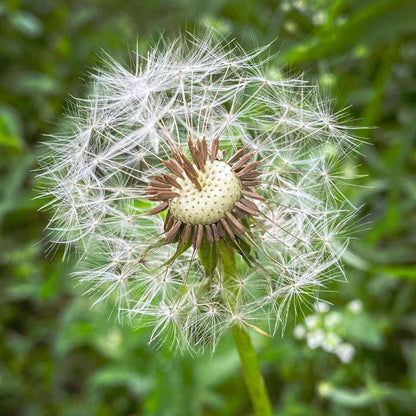 Dandelion Seeds