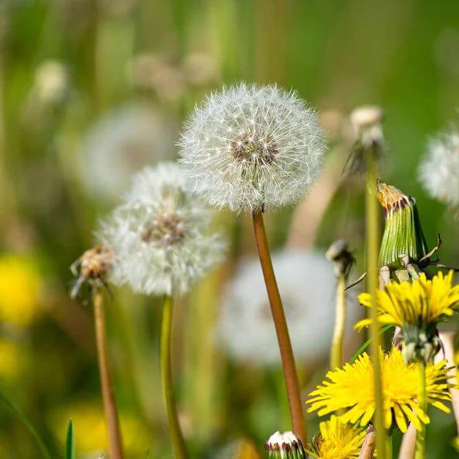 Dandelion Seeds - Heirloom Herbal Plant for Home Gardens