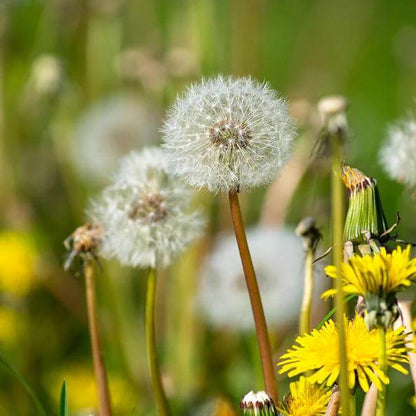 Dandelion Seeds - Heirloom Herbal Plant for Home Gardens