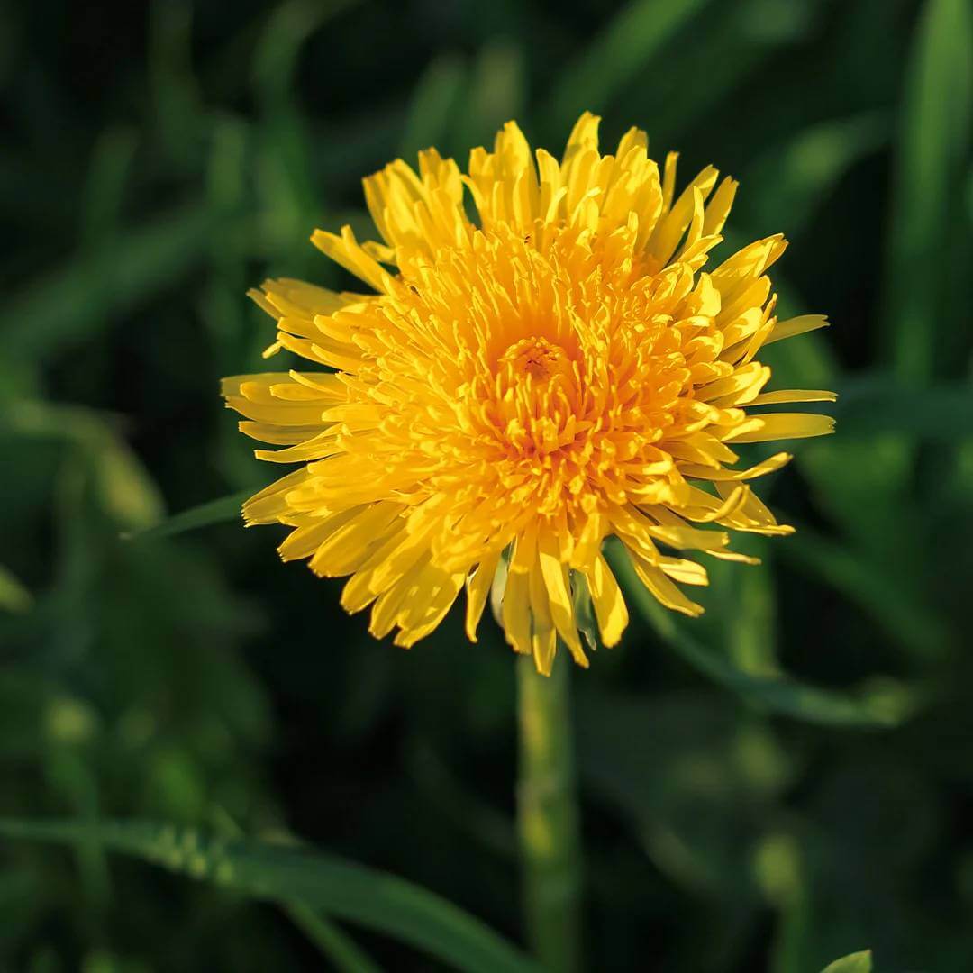 Dandelion Seeds - Heirloom Herbal Plant for Home Gardens