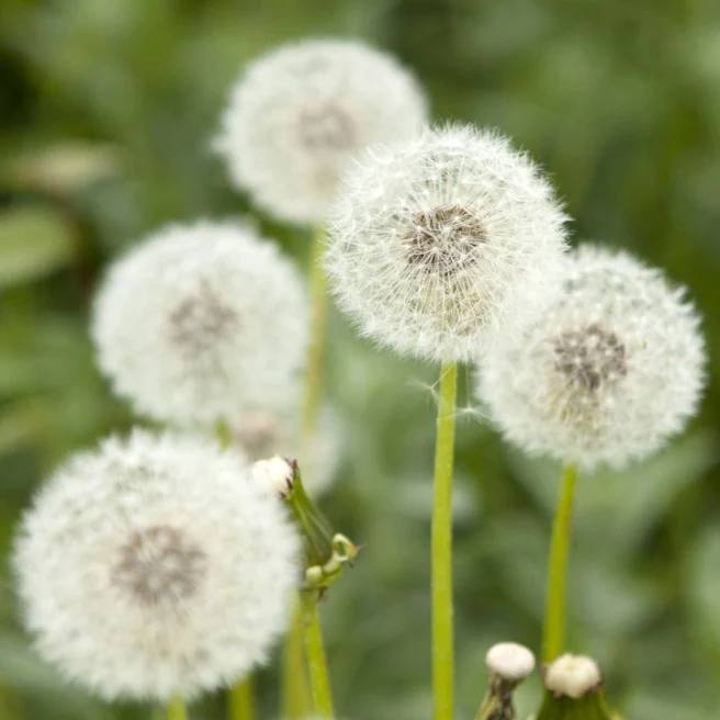 Dandelion Seeds - Heirloom Herbal Plant for Home Gardens