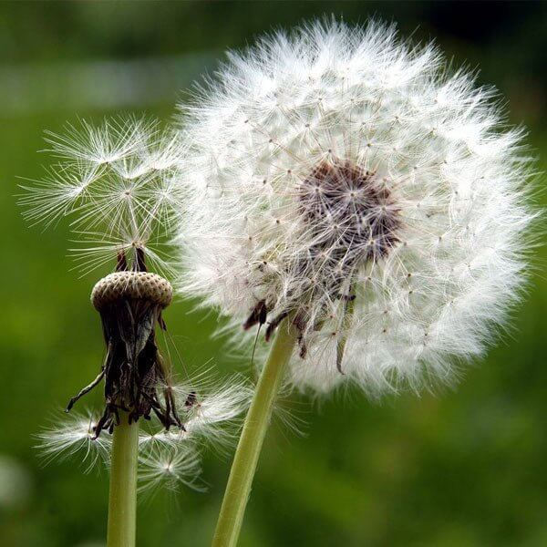 Dandelion Seeds - Heirloom Herbal Plant for Home Gardens