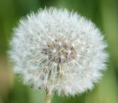 Dandelion Seeds - Herbal Plant for Home Gardens