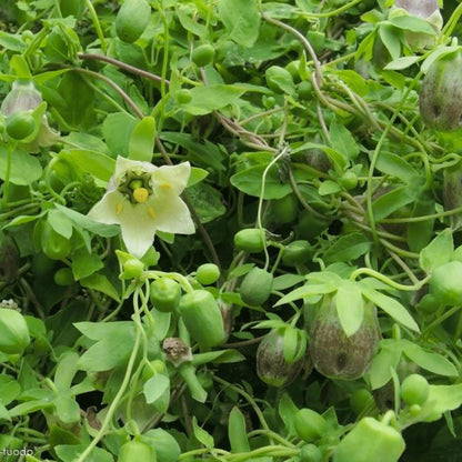 Dang Shen Seeds - Heirloom Herbal Plant for Home Gardens