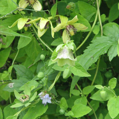 Dang Shen Seeds - Heirloom Herbal Plant for Home Gardens