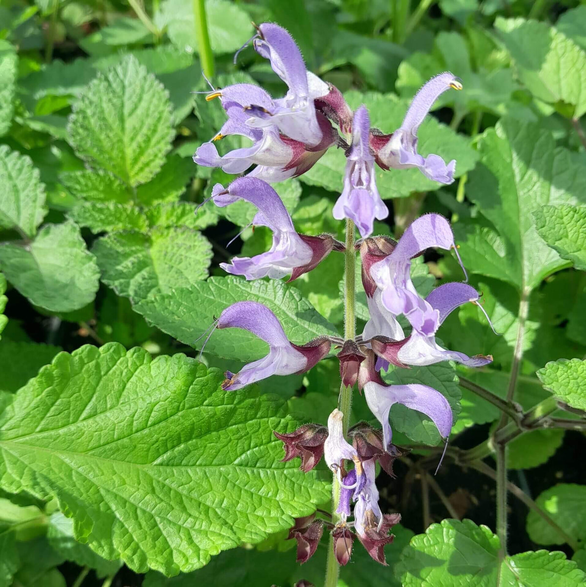 Dang Shen Seeds - Heirloom Herbal Plant for Home Gardens