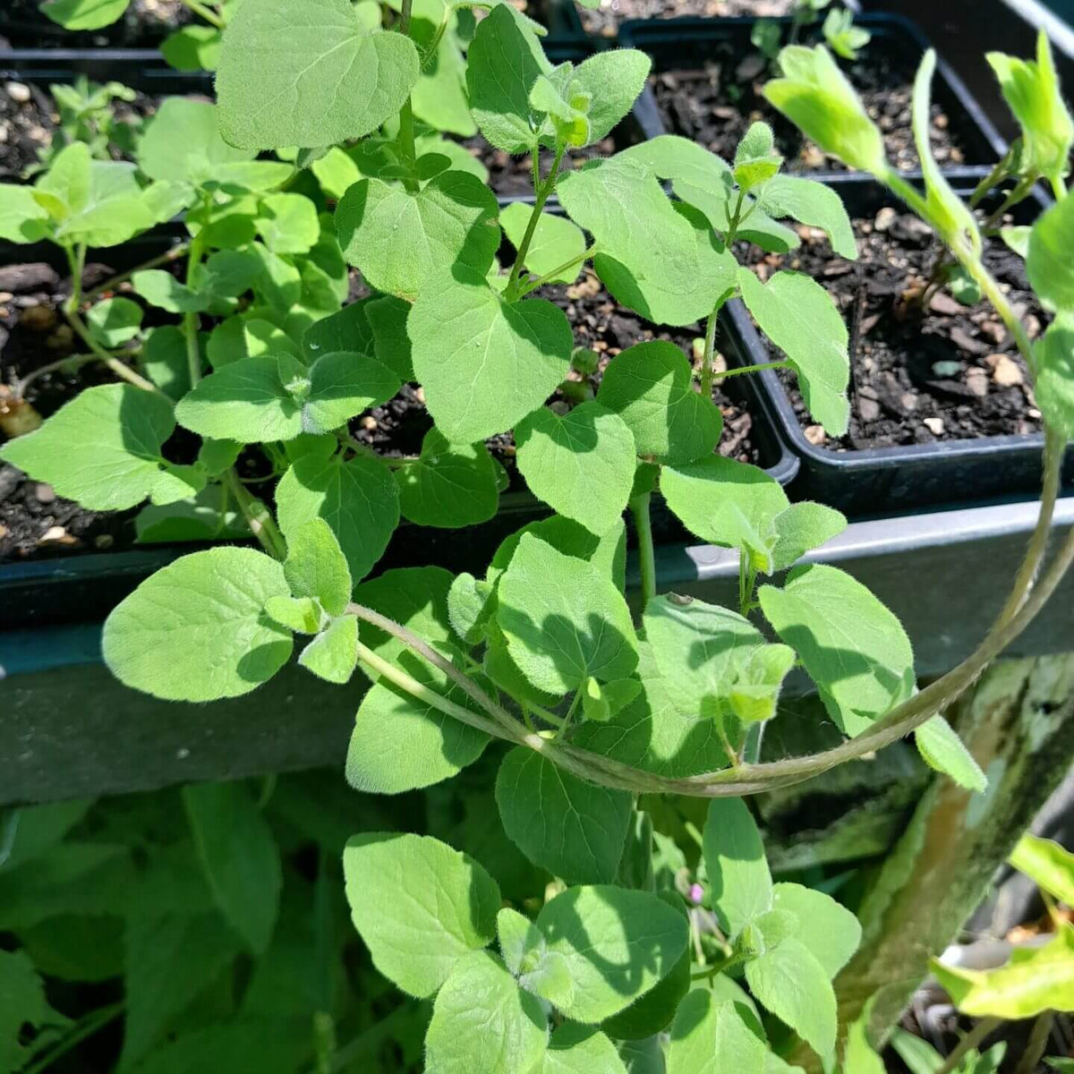 Dang Shen Seeds - Heirloom Herbal Plant for Home Gardens