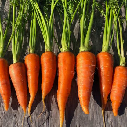 Danvers 126 Carrot Seeds - Heirloom Vegetable Plant for Home Gardens