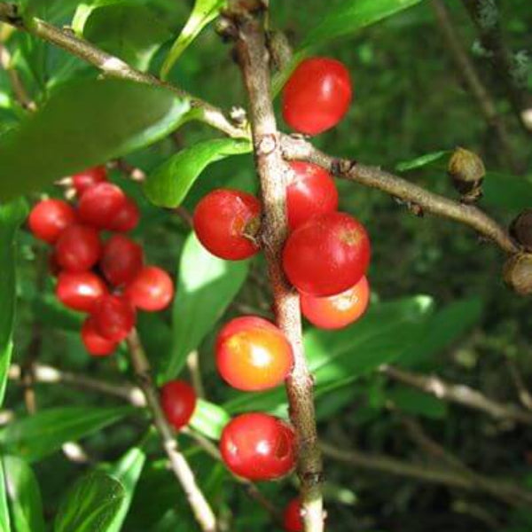 Daphne Seeds 