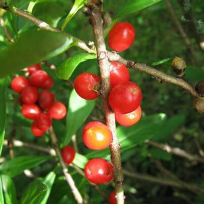Daphne Seeds 