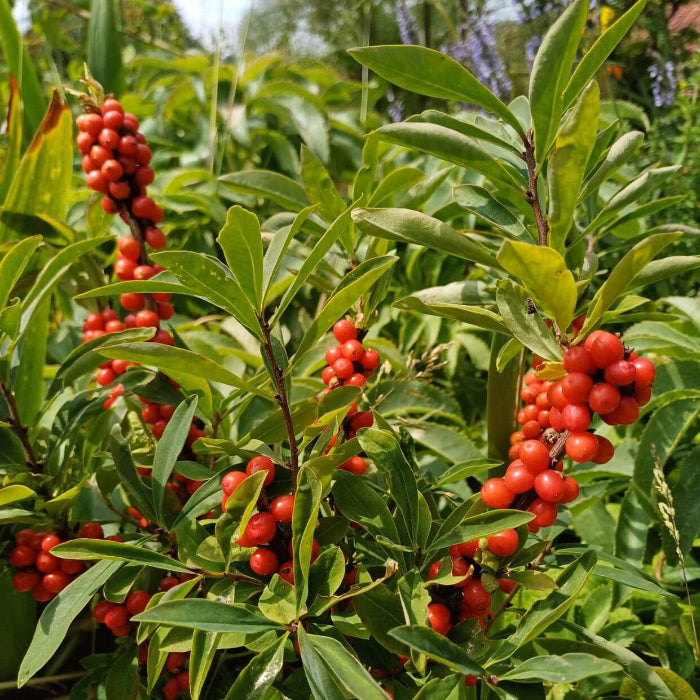 Daphne Seeds 