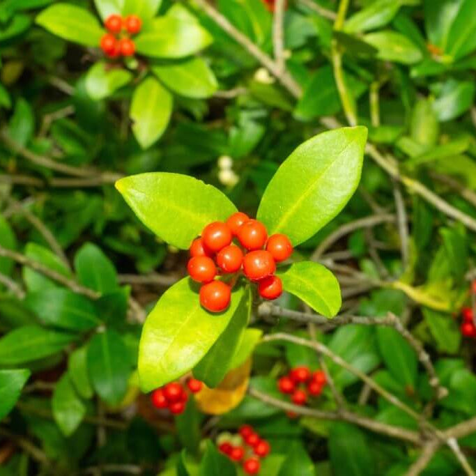 Daphne Seeds 