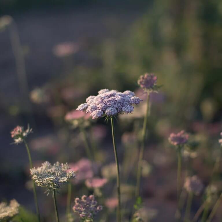 Dara Flower Seeds - Heirloom Flower Plant for Home Gardens