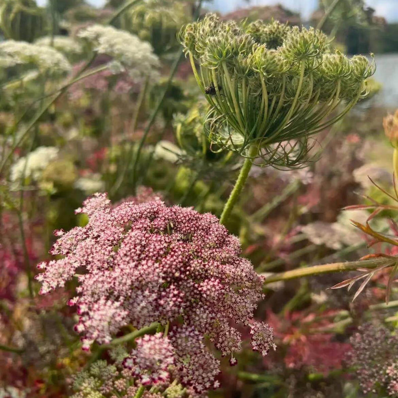Dara Flower Seeds - Heirloom Flower Plant for Home Gardens