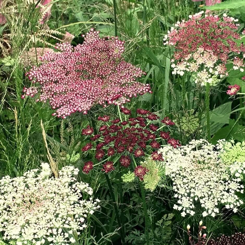 Dara Flower Seeds - Heirloom Flower Plant for Home Gardens