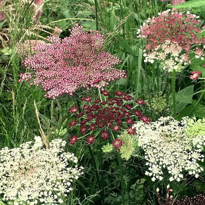 Dara Flower Seeds - Heirloom Flower Plant for Home Gardens