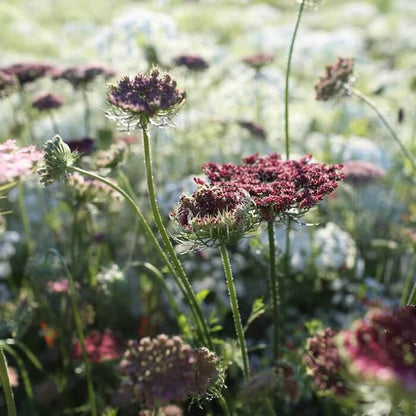 Dara Flower Seeds - Heirloom Flower Plant for Home Gardens