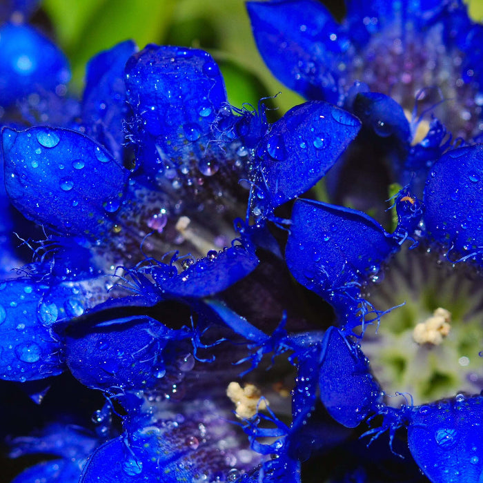 Dark Blue Gentian Seeds 