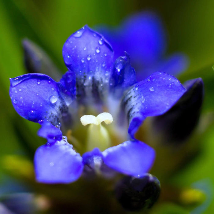 Dark Blue Gentian Seeds 