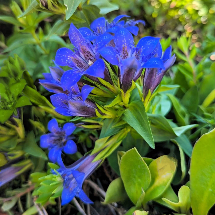 Dark Blue Gentian Seeds 