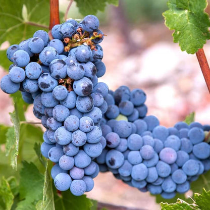 Dark Blue Grape Seeds