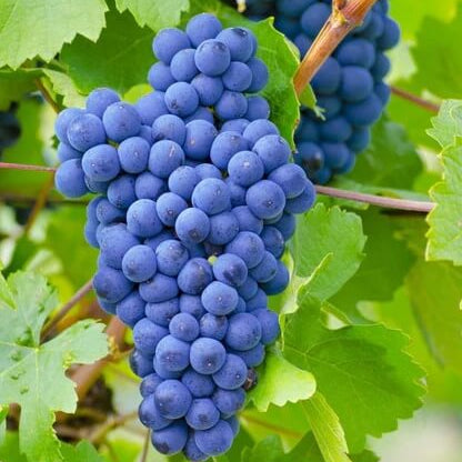 Dark Blue Grape Seeds