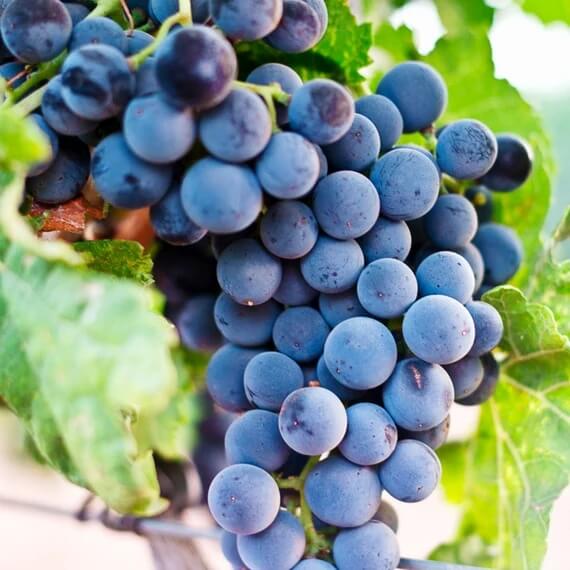 Dark Blue Grape Seeds