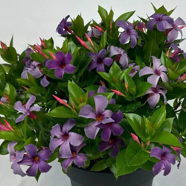 Dark Blue Mandevilla Seeds 