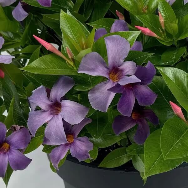 Dark Blue Mandevilla Seeds 