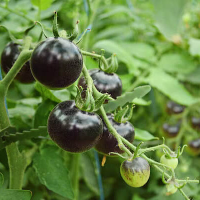 Dark Blue Tomato