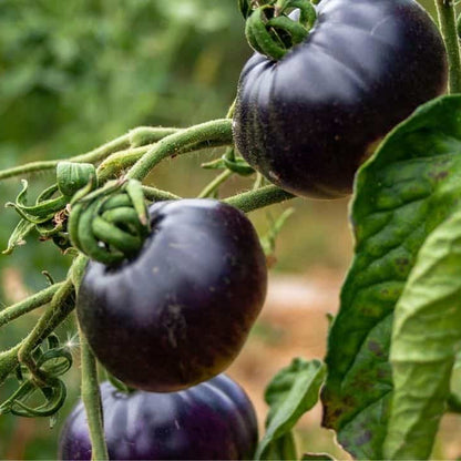 Dark Blue Tomato