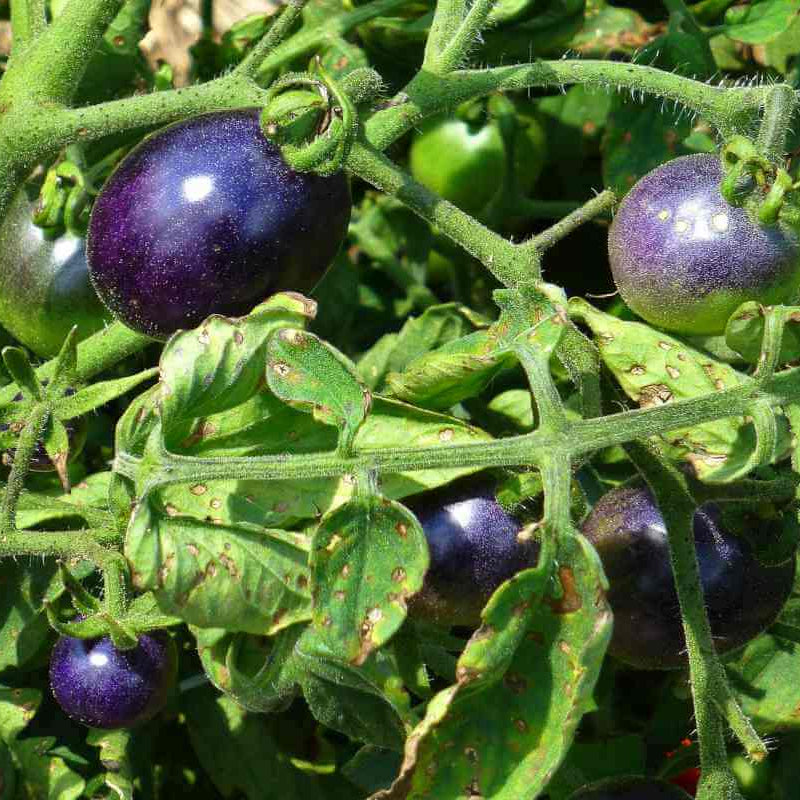 Dark Blue Tomato