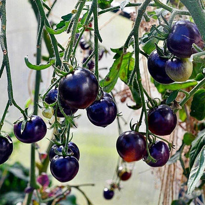 Dark Blue Tomato