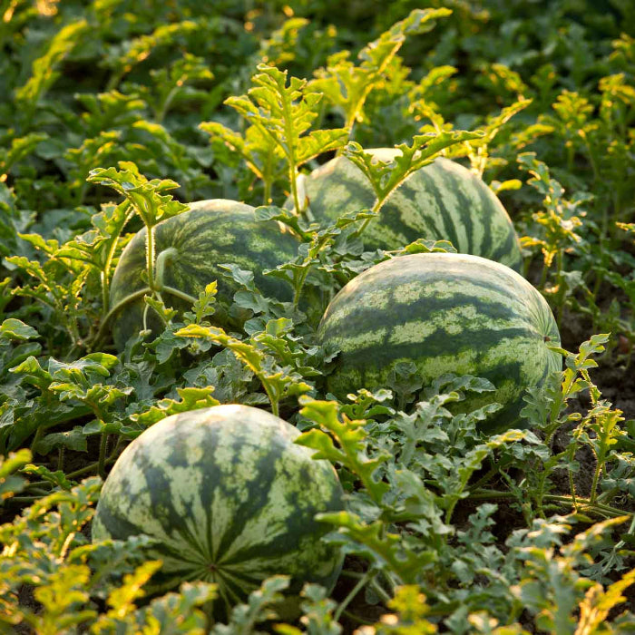 Dark Blue Watermelon Seeds 