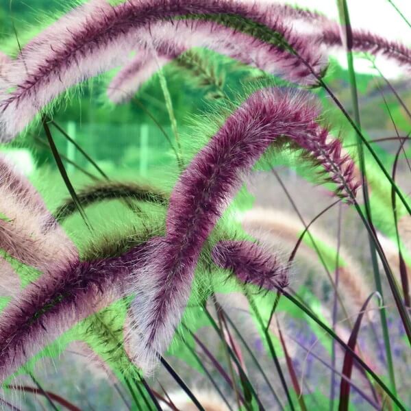 Dark Burgundy Purple Fountain Grass Seeds