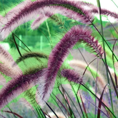 Dark Burgundy Purple Fountain Grass Seeds