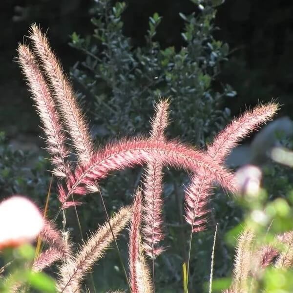 Dark Burgundy Purple Fountain Grass Seeds