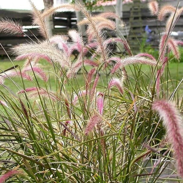 Dark Burgundy Purple Fountain Grass Seeds